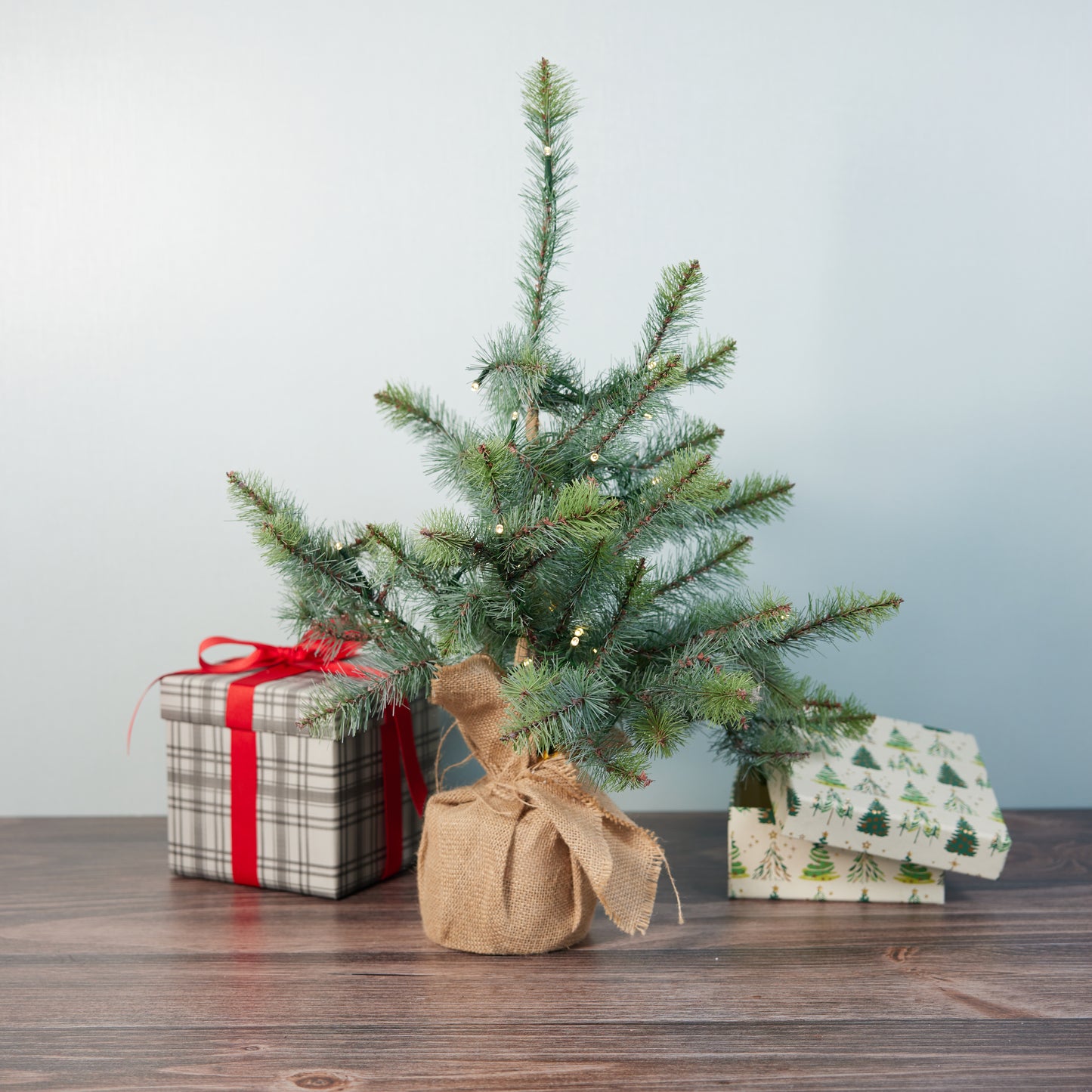24" Burlap Wrapped Blue Spruce Seedling