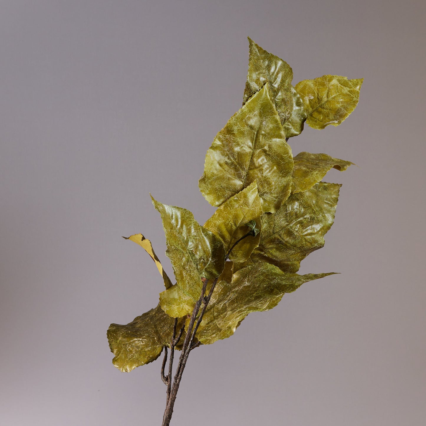 Oak Leaf Stem