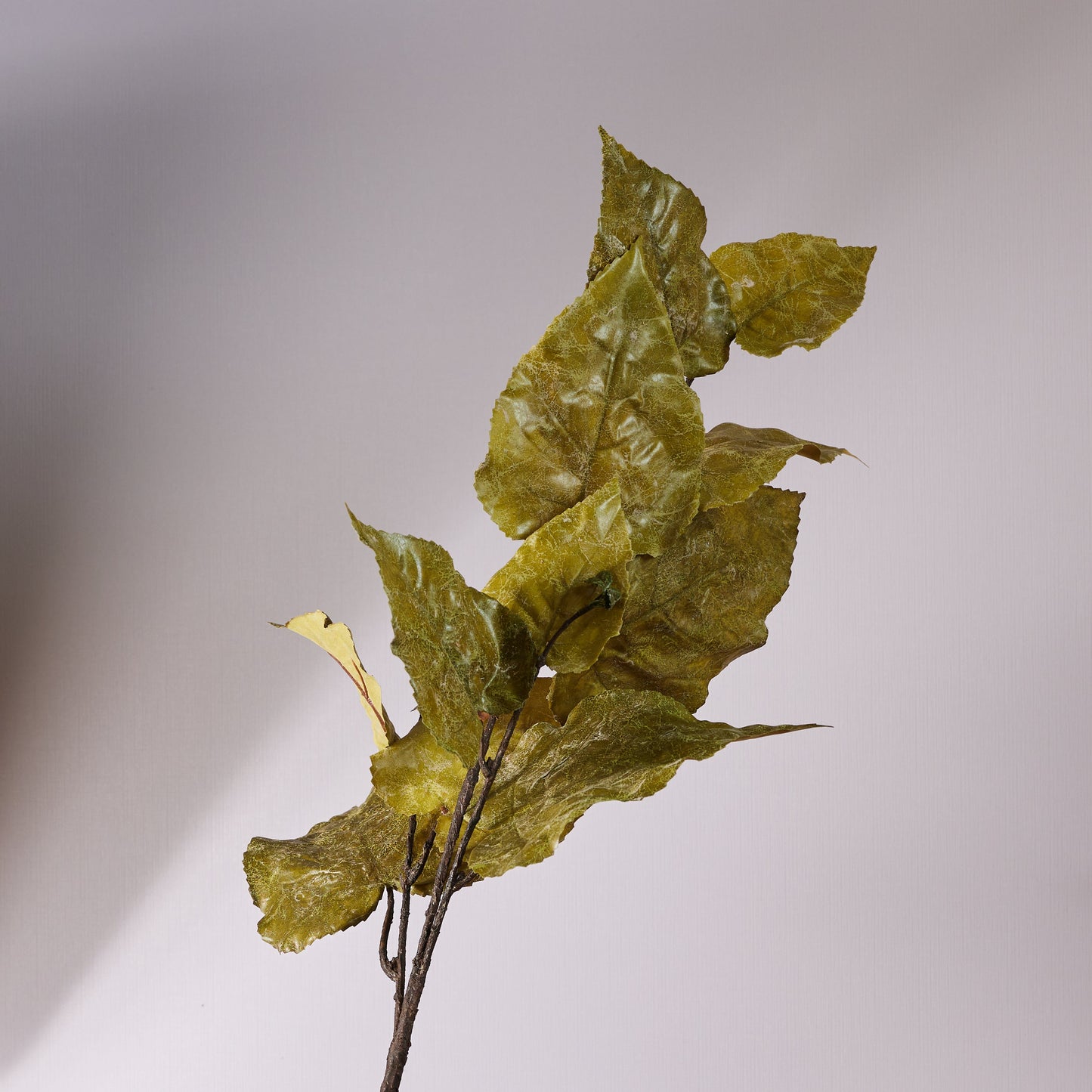 Oak Leaf Stem