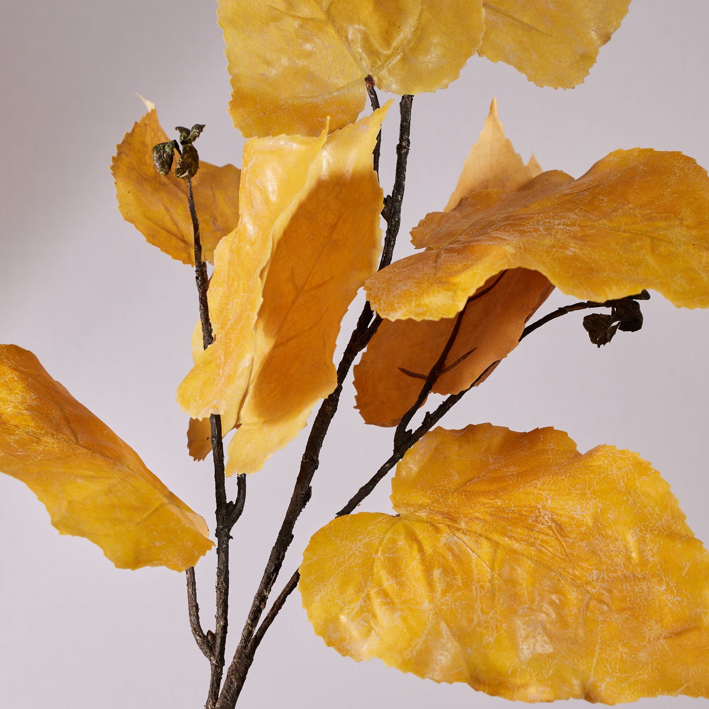 Oak Leaf Stem