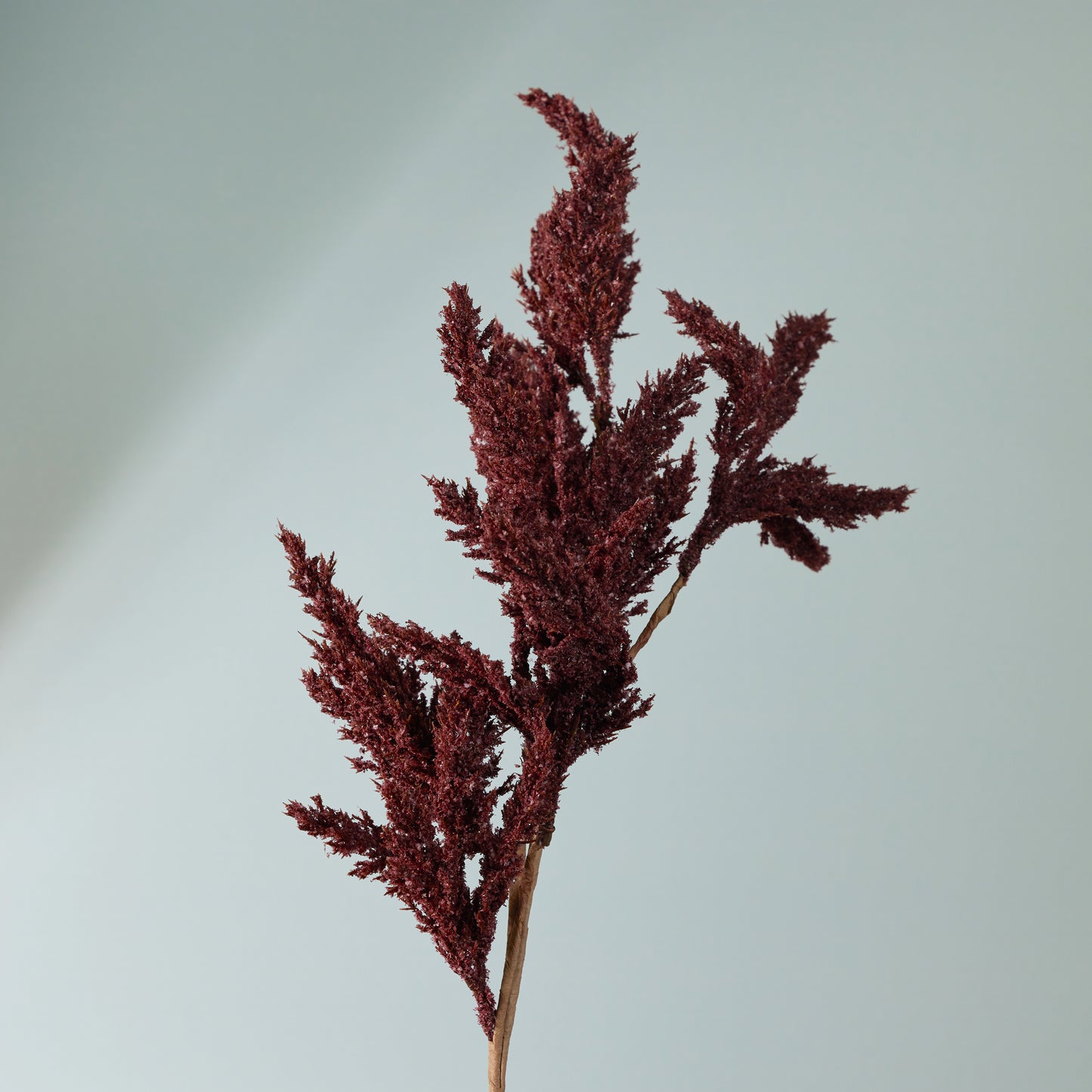 Neutral Seed Spray