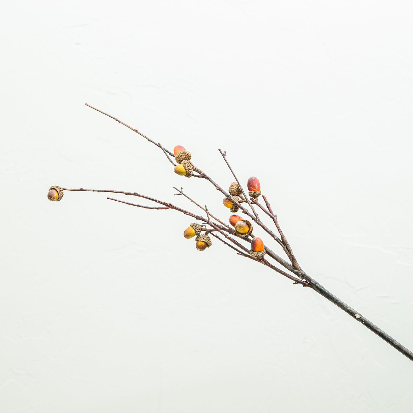 Acorn Branch