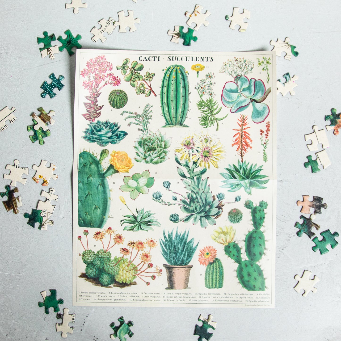 Cacti & Succulents Puzzle