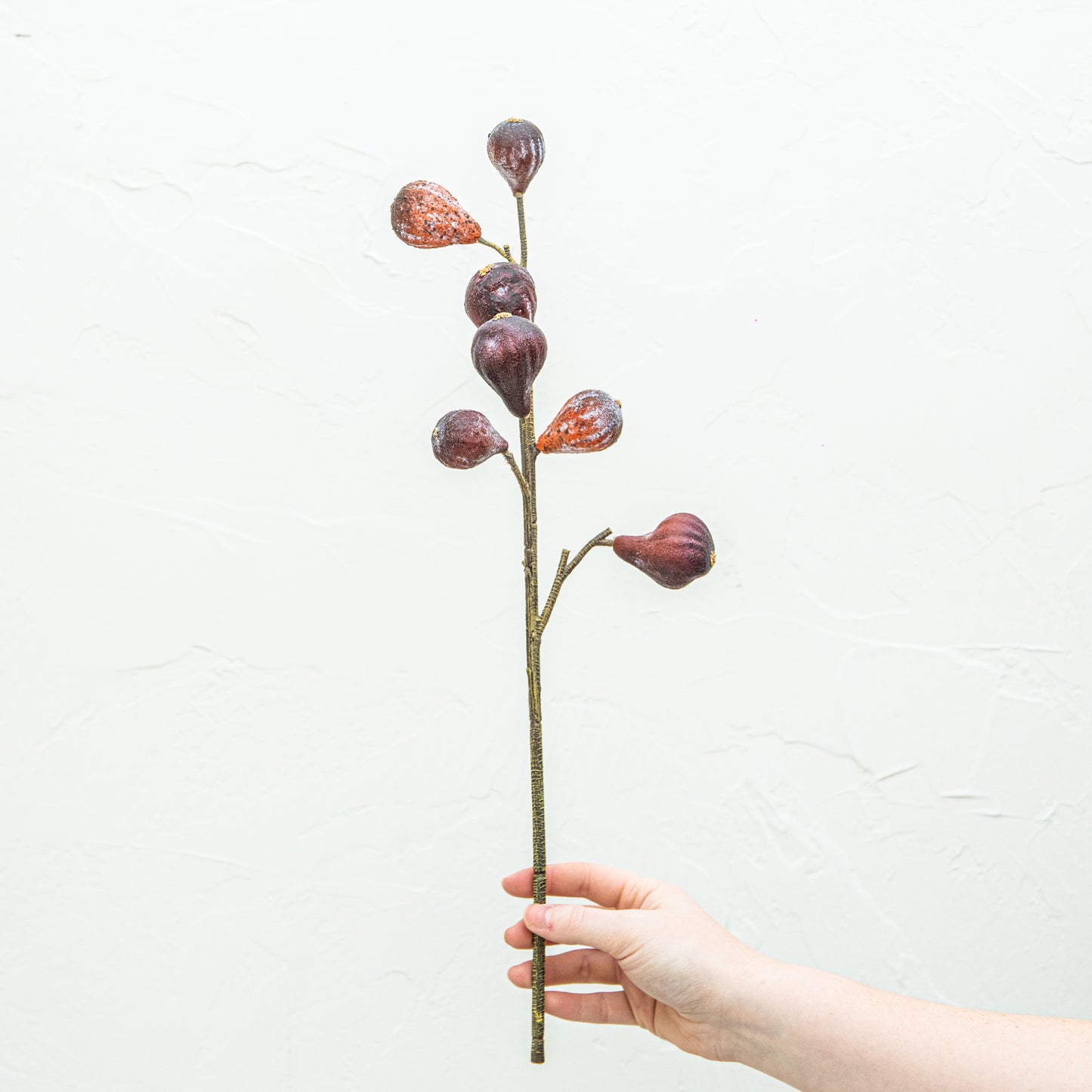 Carolina Fig Branch