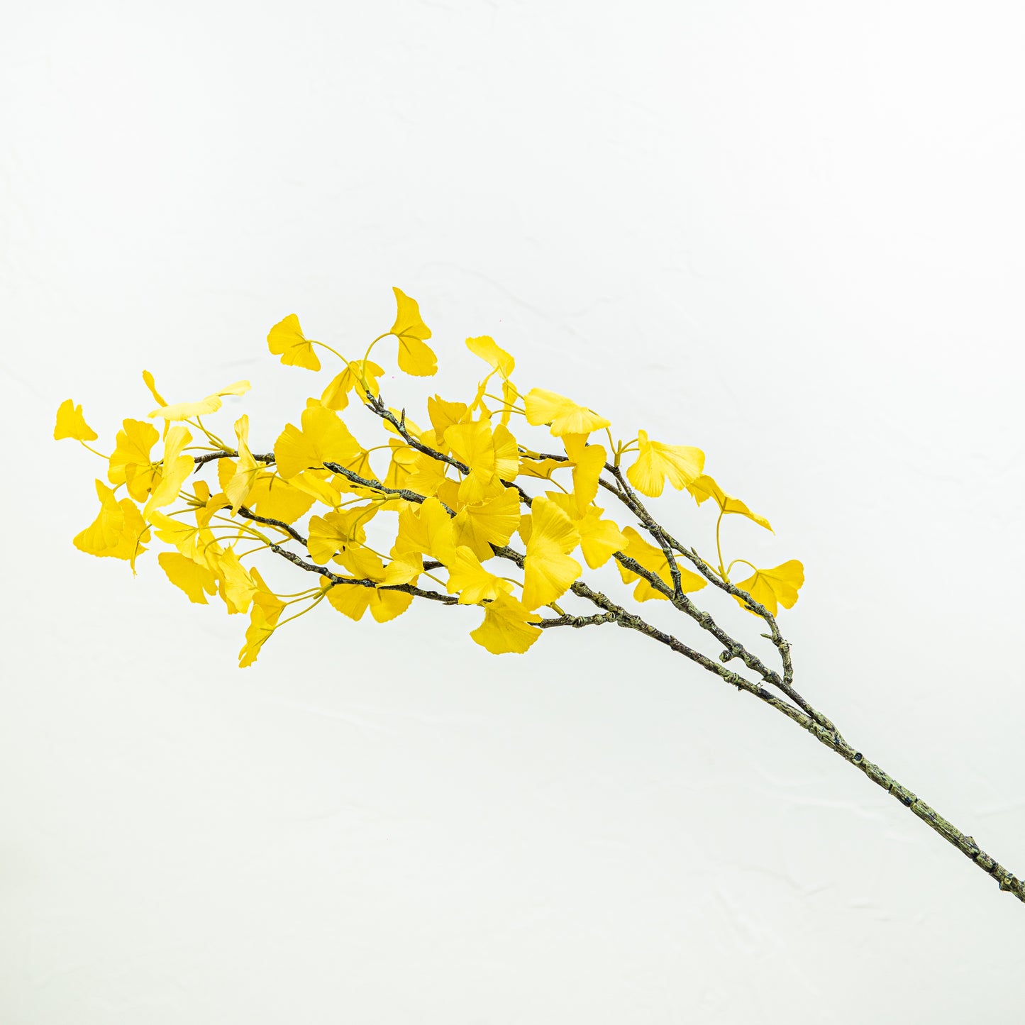 Golden Ginkgo Branch
