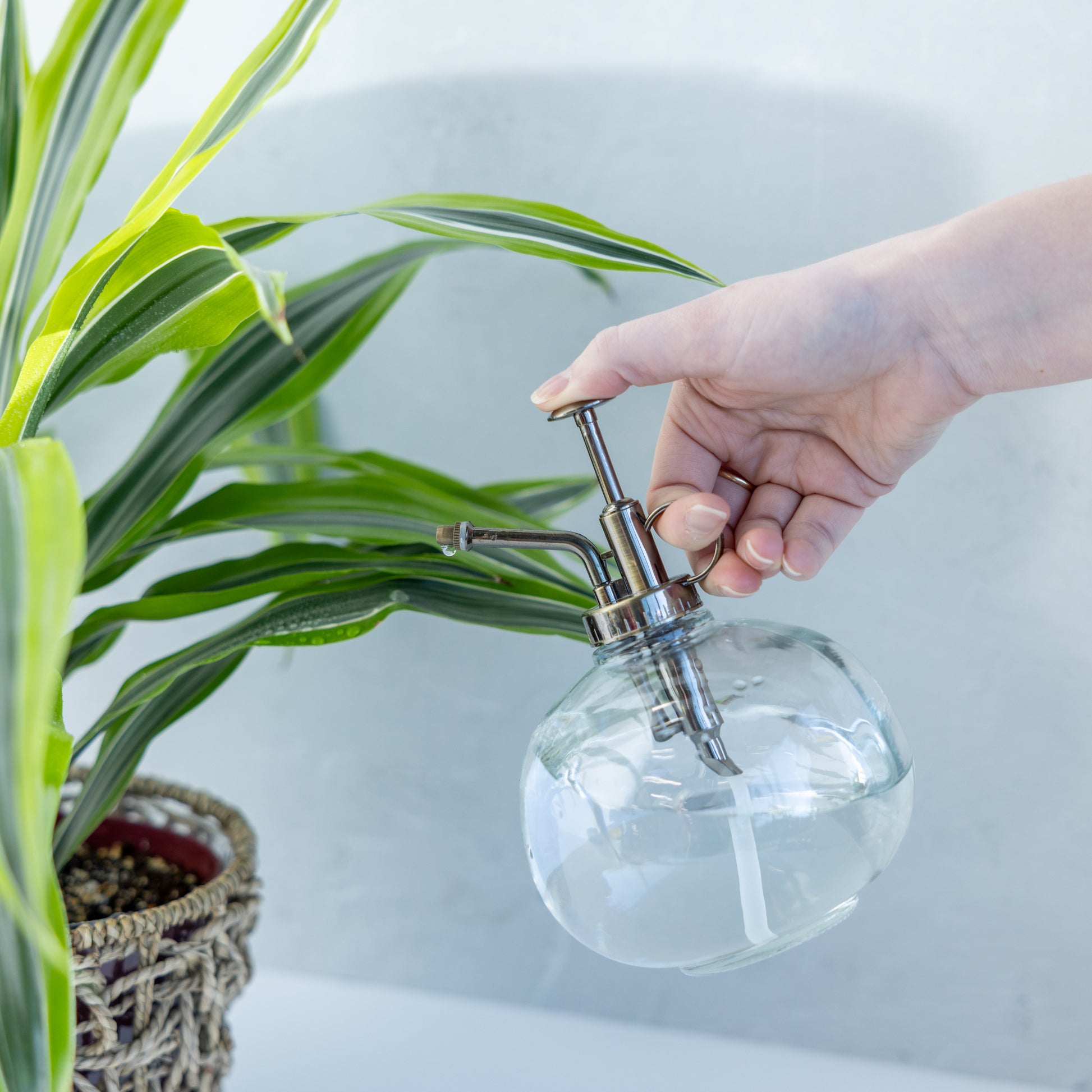 house plant mist sprayer Round Glass Plant Mister