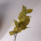 Oak Leaf Stem