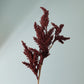 Neutral Seed Spray