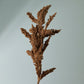 Neutral Seed Spray