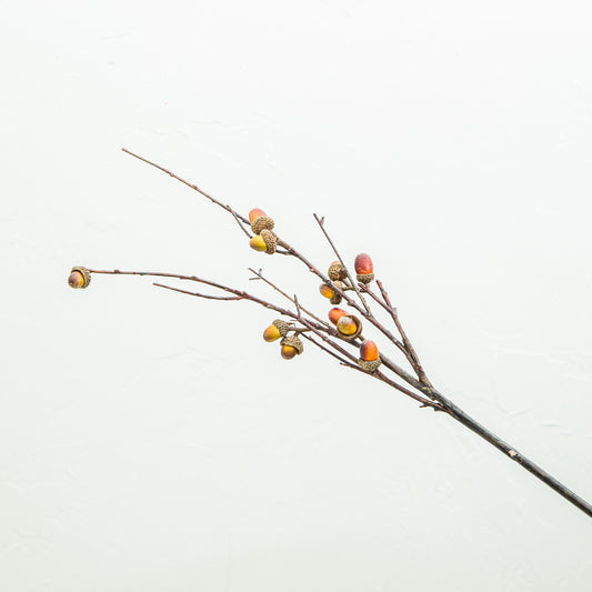 Acorn Branch