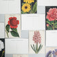 Vintage Botany Postcards