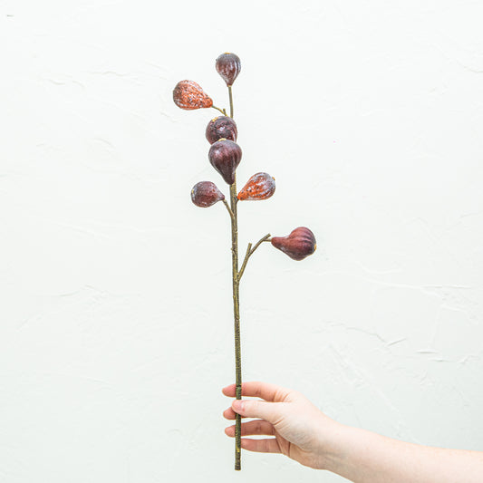 Carolina Fig Branch