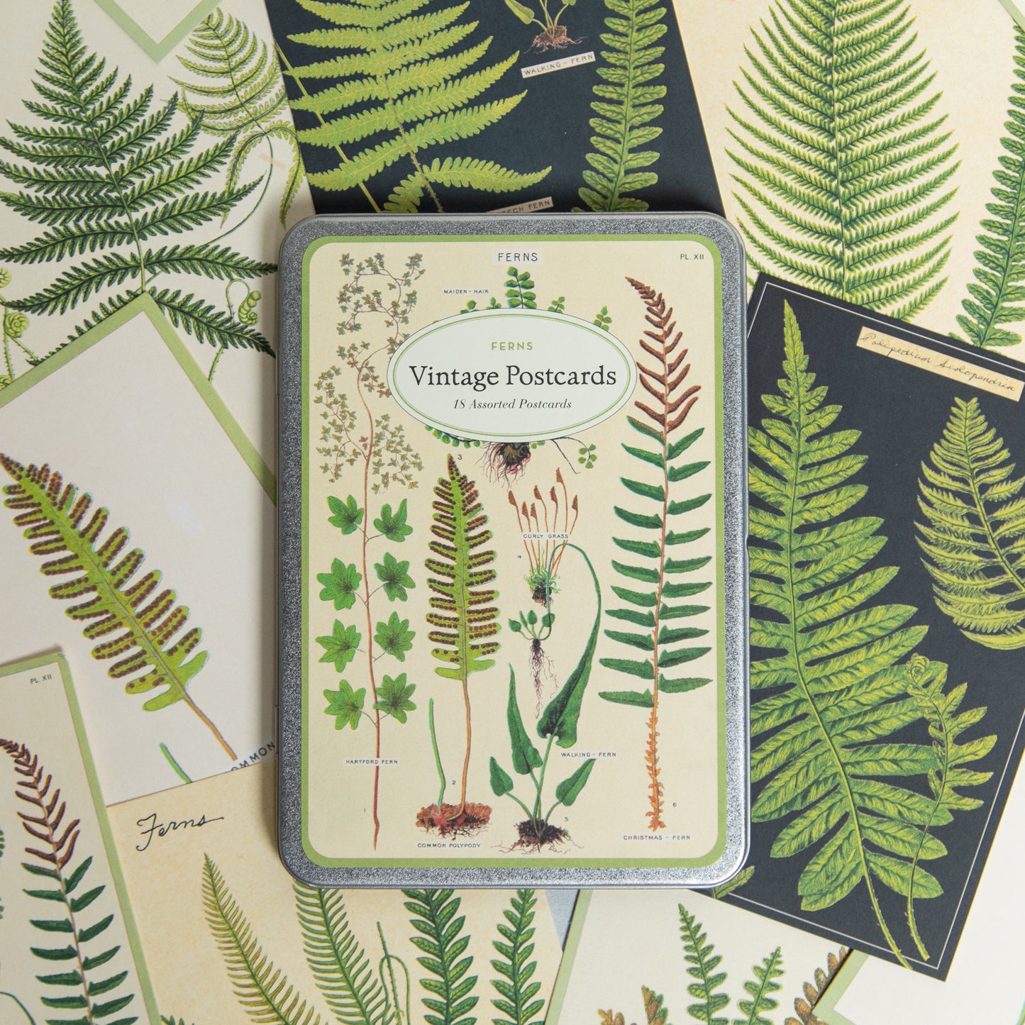 Vintage Ferns Postcards