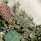 Evergreen & Pinecone Wreath