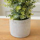 Artificial Boxwood in a Cement Pot